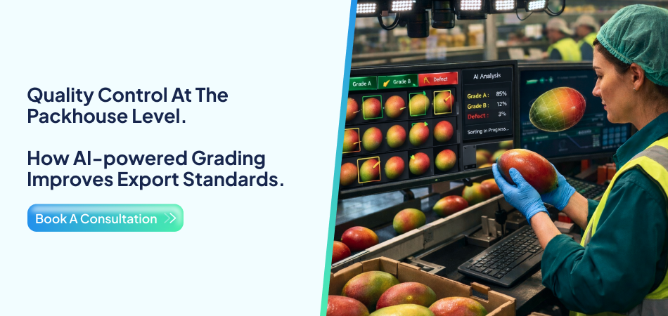AI grading system inspecting mango quality.